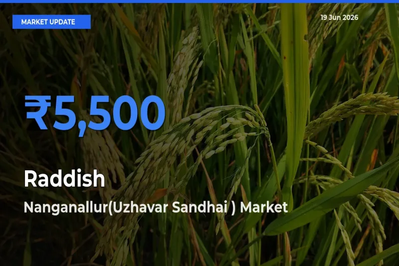 Nanganallur(Uzhavar Sandhai ) Records Highest ₹5,500 Rate for Raddish