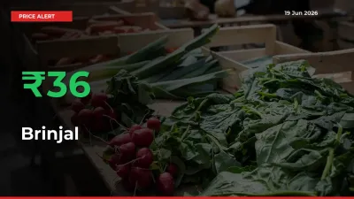 Sudden 36.19% Rally in Brinjal Prices Across Mandis