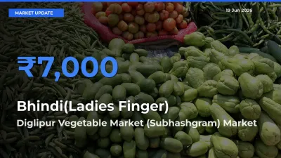 Farmers Prefer Diglipur Vegetable Market (Subhashgram) as Bhindi(Ladies Finger) Hits Highest Rate