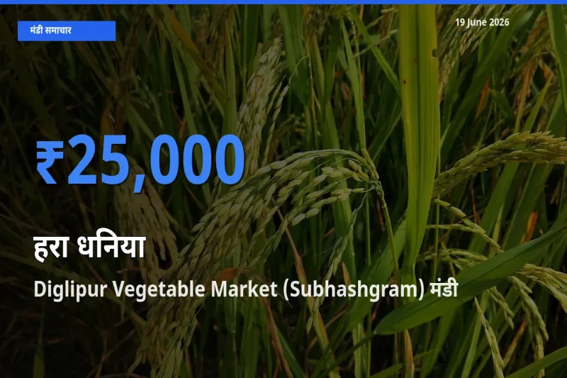 19 June अपडेट: हरा धनिया के सबसे ऊँचे दाम Diglipur Vegetable Market (Subhashgram) मंडी में