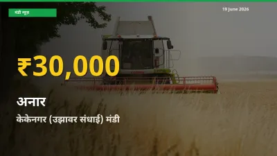 19 June अपडेट: केकेनगर (उझावर संधाई) में अनार के दाम रिकॉर्ड स्तर पर