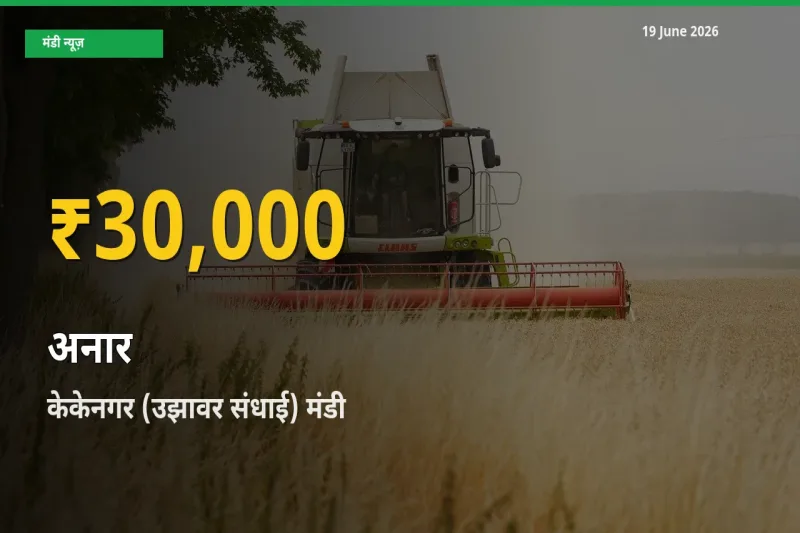 19 June अपडेट: केकेनगर (उझावर संधाई) में अनार के दाम रिकॉर्ड स्तर पर