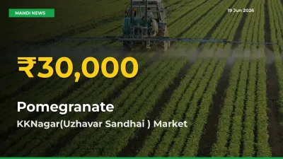 Why Pomegranate Prices Are Climbing in KKNagar(Uzhavar Sandhai ) – Today’s New High Explained