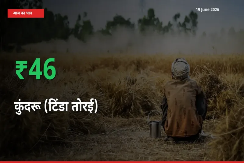 बाज़ार संकेत: कुंदरू (टिंडा तोरई) के भाव मंडी में 45.64% ऊपर