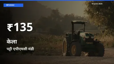बाज़ार संकेत: केला के भाव पट्टी एपीएमसी में 30 दिन के निचले स्तर पर