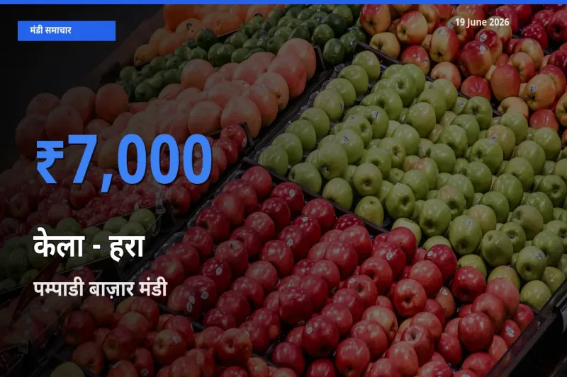 किसानों की पसंद बना पम्पाडी बाज़ार, केला - हरा के सबसे अच्छे दाम
