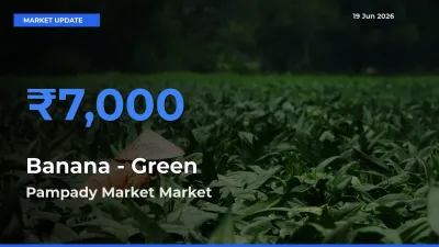 Pampady Market Tops Banana - Green Rates – June 19 Market Update