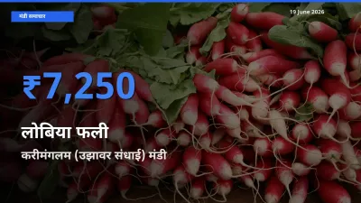 करीमंगलम (उझावर संधाई) मंडी में आज लोबिया फली के सबसे ऊँचे दाम दर्ज
