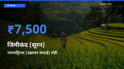 नागपट्टिनम (उझावर संधाई) मंडी में जिमीकंद (सूरन) ₹7,500 पर पहुँचा – आज का सर्वोच्च भाव