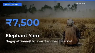 Nagapattinam(Uzhavar Sandhai ) Tops Elephant Yam Mandi Rates Today