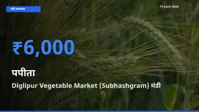 Diglipur Vegetable Market (Subhashgram) मंडी में पपीता ₹6,000 पर पहुँचा – आज का सर्वोच्च भाव
