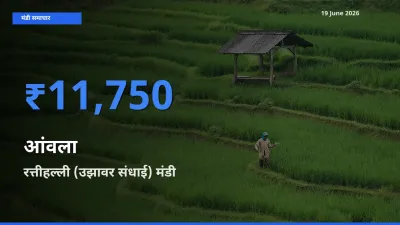 आज आंवला के सबसे ऊँचे दाम ₹11,750 रत्तीहल्ली (उझावर संधाई) मंडी में