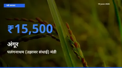 पलंगनाथम (उझावर संधाई) में अंगूर का आज सबसे ऊँचा भाव