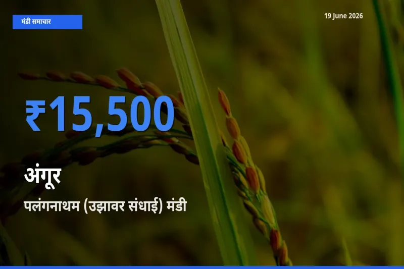 पलंगनाथम (उझावर संधाई) में अंगूर का आज सबसे ऊँचा भाव
