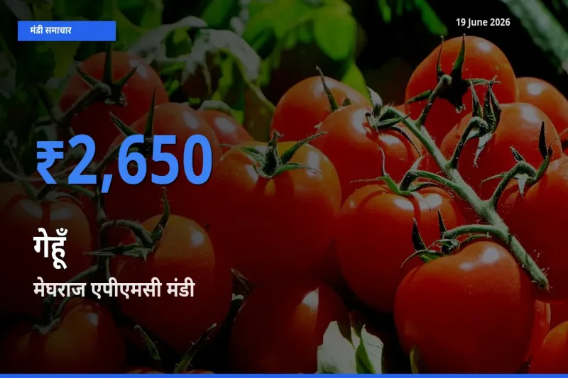 आज का मंडी भाव: गेहूँ के सबसे ज़्यादा दाम मेघराज एपीएमसी में