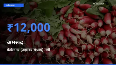 आज का मंडी भाव: अमरूद के सबसे ज़्यादा दाम केकेनगर (उझावर संधाई) में
