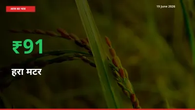 बाज़ार संकेत: हरा मटर के भाव मंडी में 91.17% ऊपर