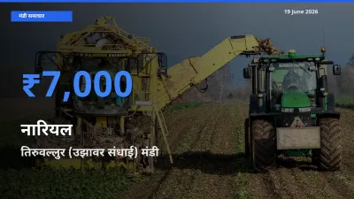 किसानों की पसंद बना तिरुवल्लुर (उझावर संधाई), नारियल के सबसे अच्छे दाम