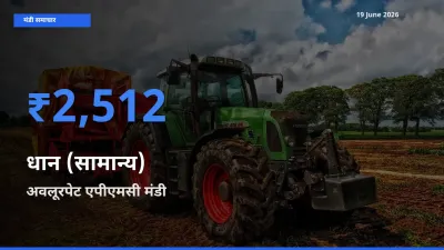 बाज़ार संकेत: अवलूरपेट एपीएमसी बना धान (सामान्य) के लिए आज की टॉप मंडी