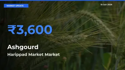 Market Watch: Harippad Market Becomes Top Mandi for Ashgourd