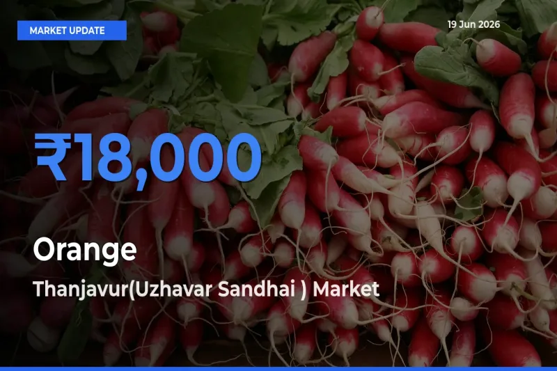 Top Performer! Thanjavur(Uzhavar Sandhai ) Offers Best Orange Price Today