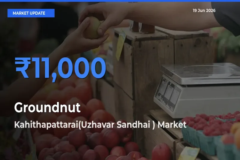Top Performer! Kahithapattarai(Uzhavar Sandhai ) Offers Best Groundnut Price Today