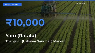Thanjavur(Uzhavar Sandhai ) Emerges as Top Mandi for Yam (Ratalu) Prices Today