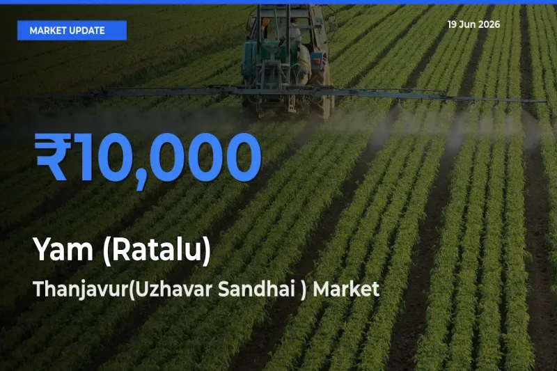 Thanjavur(Uzhavar Sandhai ) Emerges as Top Mandi for Yam (Ratalu) Prices Today