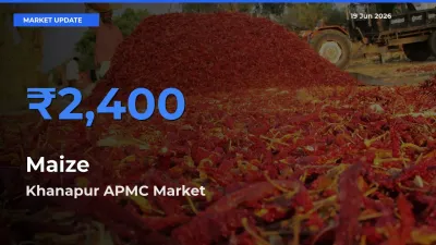 Khanapur APMC Tops Maize Rates – June 19 Market Update