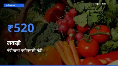 किसानों की पसंद बना नंदीगामा एपीएमसी, लकड़ी के सबसे अच्छे दाम