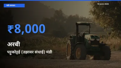किसानों की पसंद बना पट्टुकोट्टई (उझावर संधाई), अरबी के सबसे अच्छे दाम