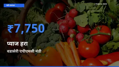 आज प्याज हरा के सबसे ऊँचे दाम ₹7,750 वडासेरी एपीएमसी मंडी में