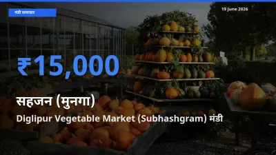 आज सहजन (मुनगा) के सबसे ऊँचे दाम ₹15,000 Diglipur Vegetable Market (Subhashgram) मंडी में