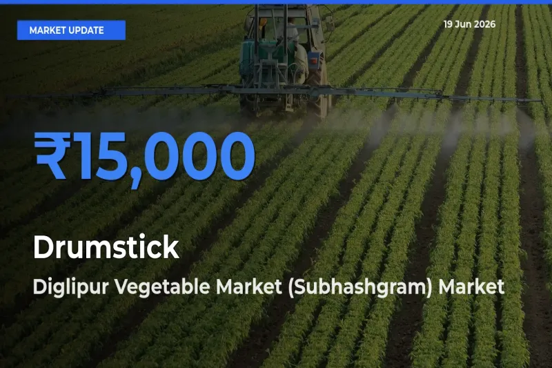 Diglipur Vegetable Market (Subhashgram) Offers ₹15,000 – Highest Drumstick Rate Today
