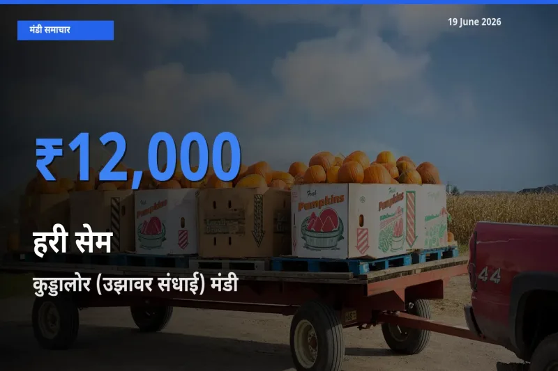बाज़ार संकेत: कुड्डालोर (उझावर संधाई) बना हरी सेम के लिए आज की टॉप मंडी