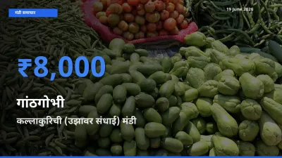 टॉप मंडी बना कल्लाकुरिची (उझावर संधाई)! गांठगोभी के सबसे ऊँचे दाम यहीं दर्ज