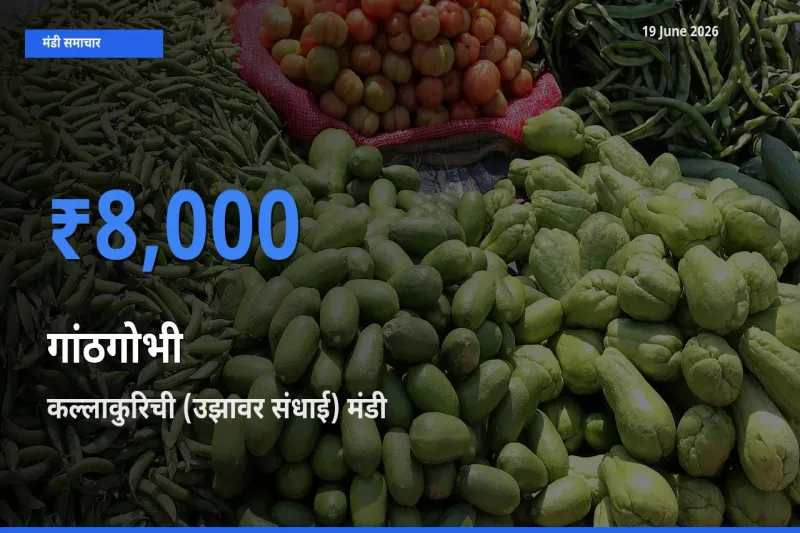 टॉप मंडी बना कल्लाकुरिची (उझावर संधाई)! गांठगोभी के सबसे ऊँचे दाम यहीं दर्ज