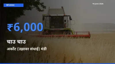अर्कोट (उझावर संधाई) मंडी में चाउ चाउ ₹6,000 पर पहुँचा – आज का सर्वोच्च भाव