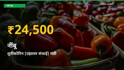 किसानों के लिए खुशखबरी! तूतीकोरिन (उझावर संधाई) में नींबू के दाम रिकॉर्ड स्तर पर