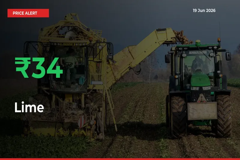 Sudden 33.99% Rally in Lime Prices Across Mandis