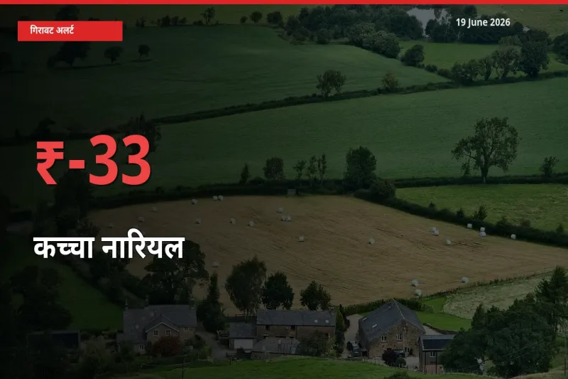 बाज़ार संकेत: कच्चा नारियल के भाव मंडी में 33.14% नीचे