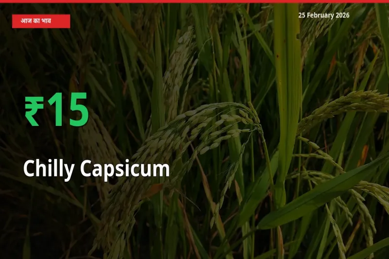 25 February अपडेट: Chilly Capsicum के दाम मंडी में 15.36% उछले