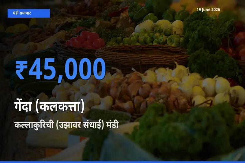 आज गेंदा (कलकत्ता) के सबसे ज़्यादा दाम कल्लाकुरिची (उझावर संधाई) मंडी में दर्ज