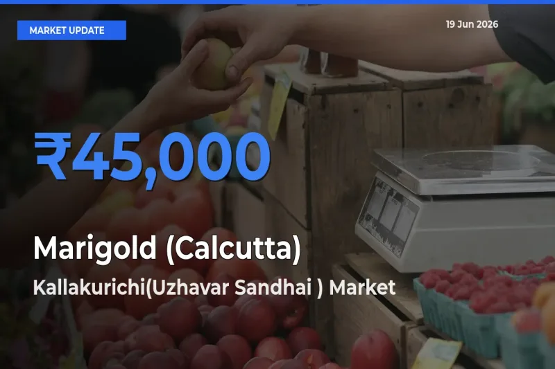 Farmers Prefer Kallakurichi(Uzhavar Sandhai ) as Marigold (Calcutta) Hits Highest Rate