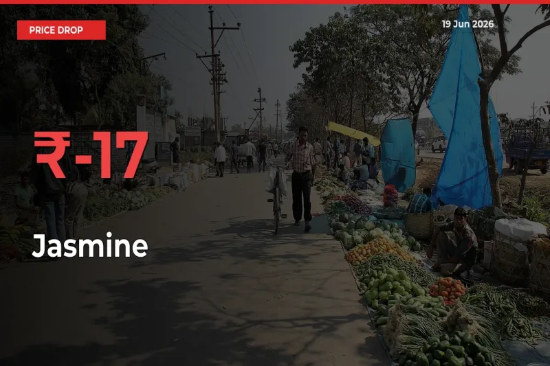This Mandi Records 16.77% Fall in Jasmine Prices