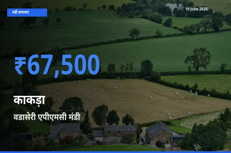 आज का मंडी भाव: काकड़ा के सबसे ज़्यादा दाम वडासेरी एपीएमसी में