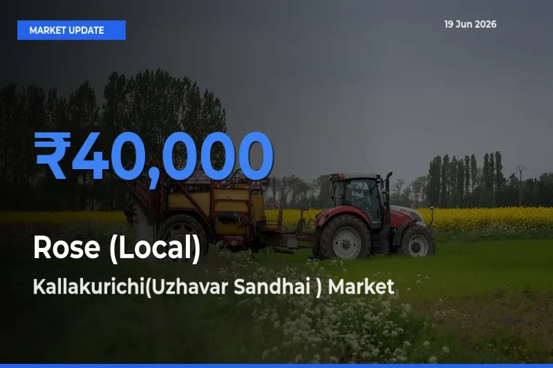 Kallakurichi(Uzhavar Sandhai ) Tops Rose (Local) Mandi Rates Today