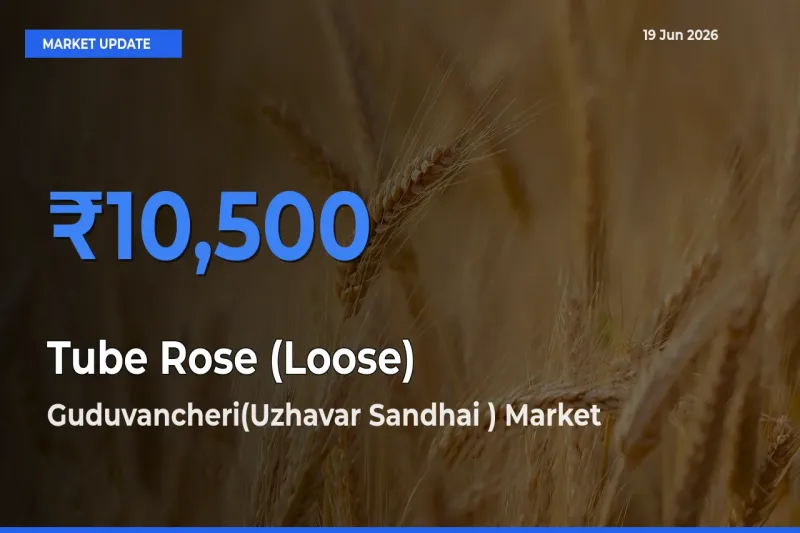 Guduvancheri(Uzhavar Sandhai ) Offers ₹10,500 – Highest Tube Rose (Loose) Rate Today