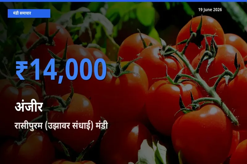 आज अंजीर के सबसे ऊँचे दाम ₹14,000 रासीपुरम (उझावर संधाई) मंडी में