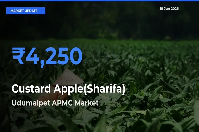 Udumalpet APMC Tops Custard Apple(Sharifa) Rates – June 19 Market Update